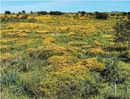 Paisaje primaveral de la Lora, con la argoma (Genista hispanica subsp. occidentalis) como planta dominante