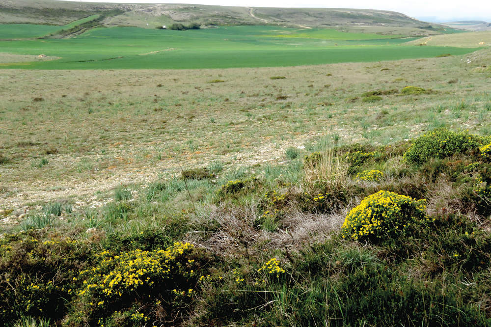 Contacto del matorral pulviniforme con los pastos calcícolas a 1.020 m de altitud