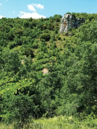 Barranco con quejigos y encinas en San Andrés de Montearados