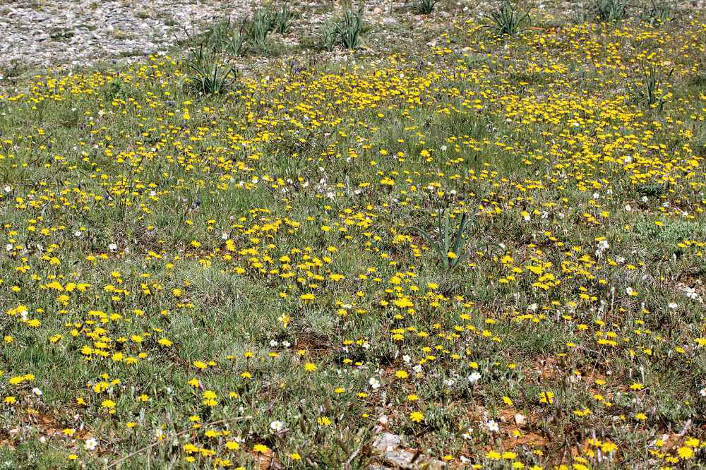 Pastos de anuales: facies con Thrincia hispida dominante